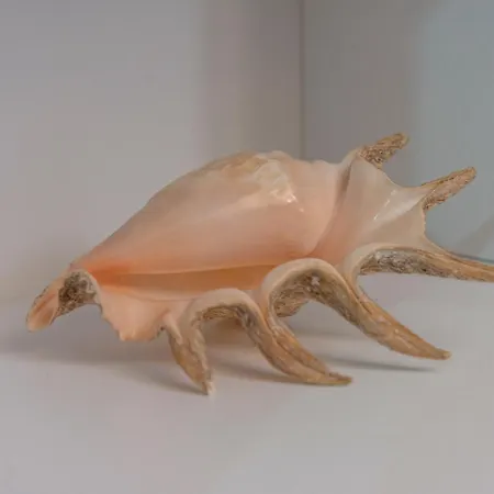 Stardust Villa Augusta