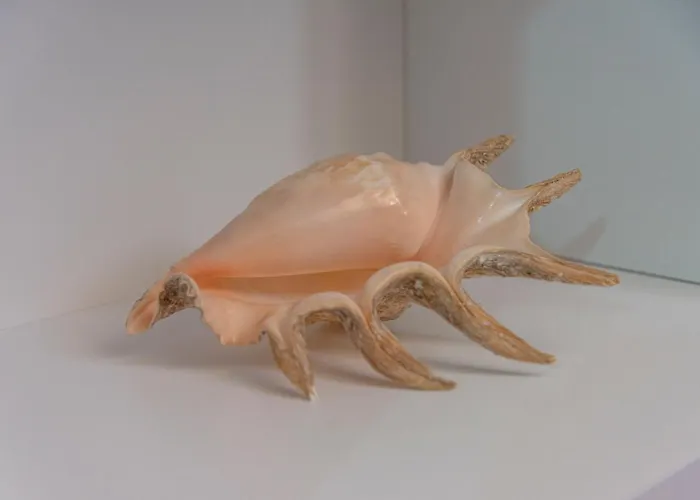 Stardust 别墅 奥古斯塔